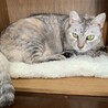 ハイカラおばあちゃんのシルバ サムネイル3