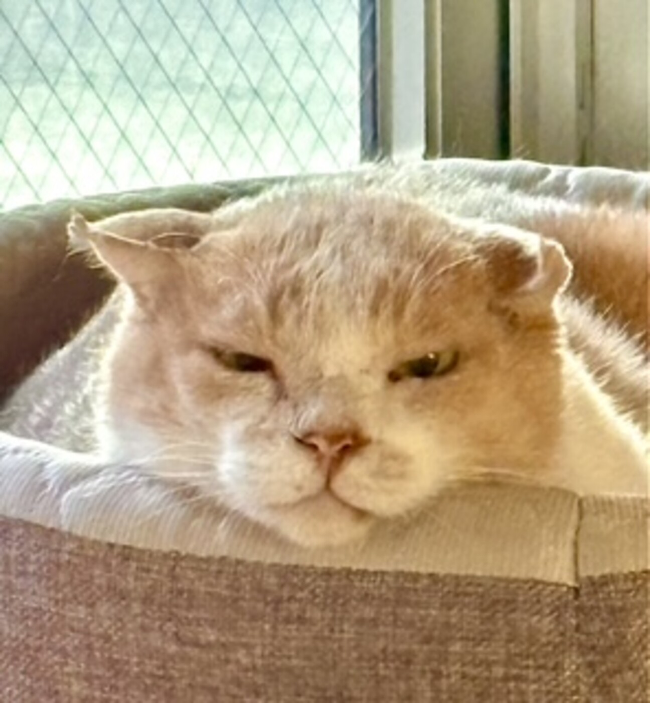 優雅な毛並み　くまくん サムネイル1