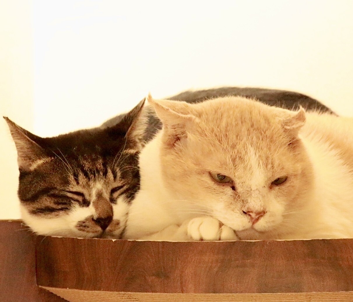 優雅な毛並み　くまくん サムネイル2