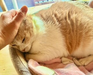 優雅な毛並み　くまくん サムネイル3