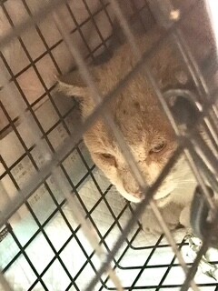 優雅な毛並み　くまくん サムネイル4