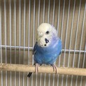 里親決定。セキセイインコ(メス)