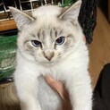 シャムミックス青目白い毛♂4ヶ月