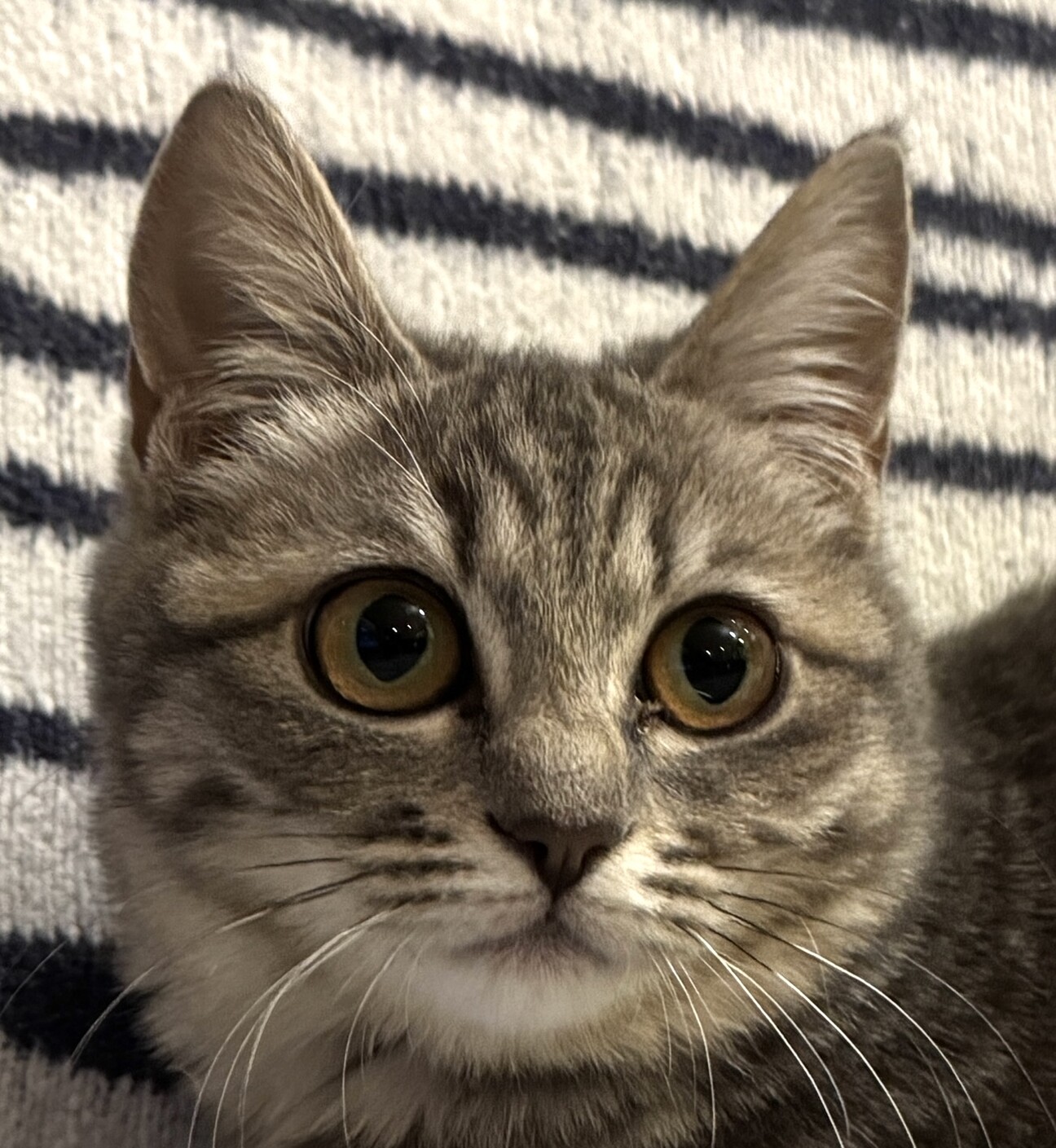 珍しいグレータビーのピノちゃん」東京都 - 猫の里親募集(510266