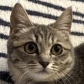 珍しいグレータビーのピノちゃん