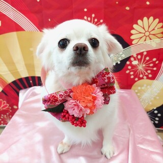 笑顔が眩しいチワマルの女の子