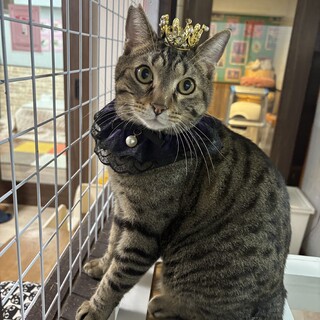 ナレナレ猫ナレオくん