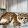 トムくん♪茶白の男の子 サムネイル2