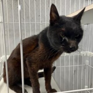 迷子猫　お迎えなければ処分対象　収容期限2/17朝