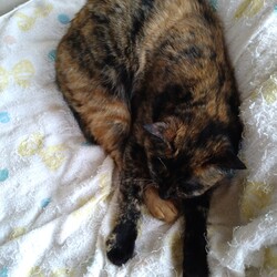 「ふたつ折り」サムネイル2