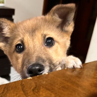 【募集中】ビビちゃんの幸せを探しています！