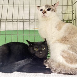 名古屋市緑区猫の譲渡会 サムネイル3