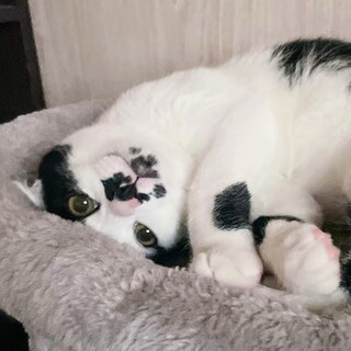 4/27譲渡会❗性格満点❗クルりしっぽ♦ドット君