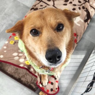 穏やかで愛らしい、飼いやすい女の子みく