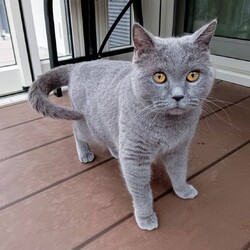 in春日井市☆保護猫達を暖かいオウチに迎えよう☆2025年2月15日（土）～ちーむ にゃいんず