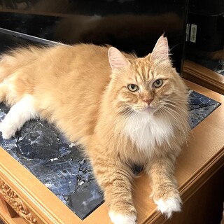 【2/16月島】高齢世帯歓迎★人慣れ抜群男子ペア