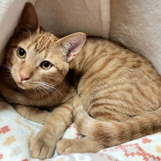 怖がりだけど甘えん坊なチャイ君