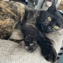 黒サビのクロ 里親募集中です!