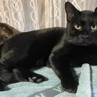 黒猫のココア 里親募集中です!