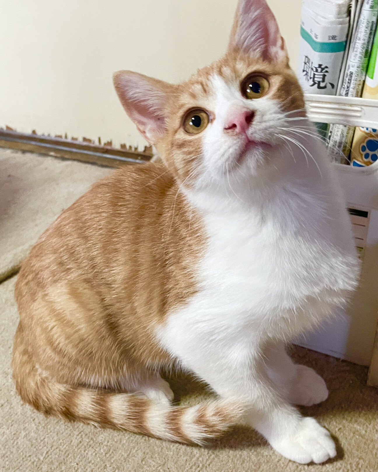 ふんばり親子猫 茶トラ 茶トラん親子♪ | 猫 と 買い物 と DME - 楽天ブログ