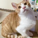 北海道 茶トラの子猫