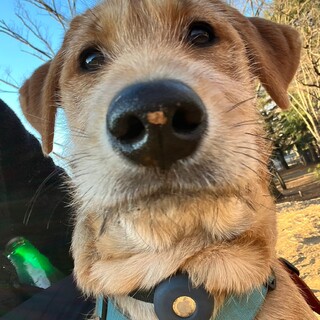 猫とも子どもともOK！おおらかで穏やかな大型犬子犬