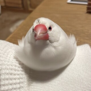 パイド文鳥 オス もうすぐ3歳になります