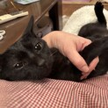 甘えん坊でとても可愛い黒猫女子のベティ！