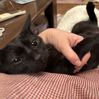 甘えん坊でとても可愛い黒猫女子のベティ！