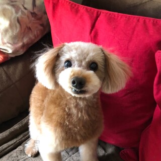 穏やかで優しい女の子トイプードルのリルちゃん