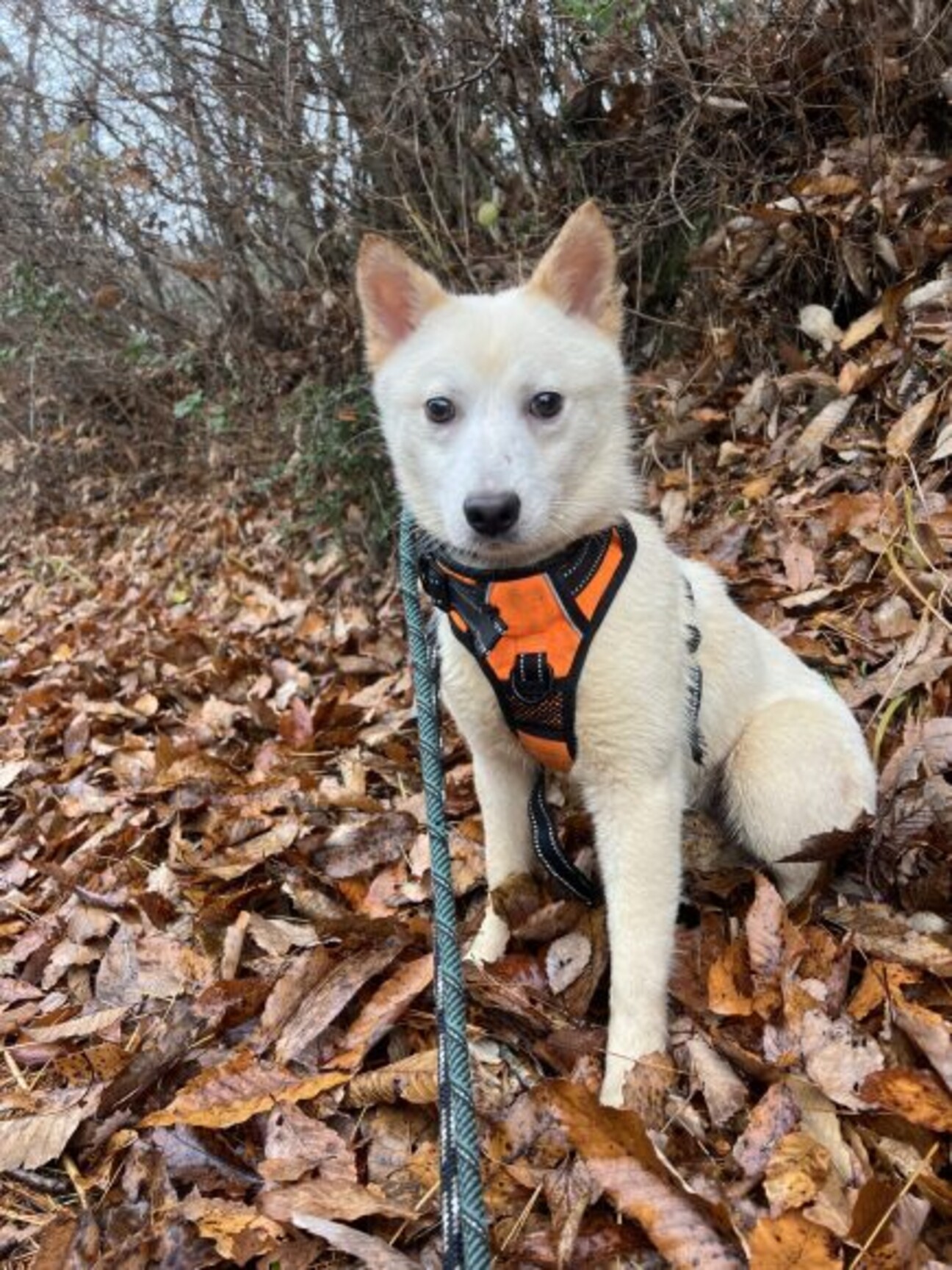 里親様決定しました！」岡山県 - 犬の里親募集(510844) :: ペットのおうち【里親決定29万頭！】