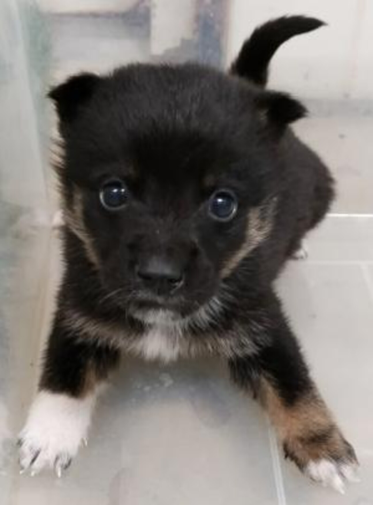 緊急！生後1ケ月 子犬7」山口県 - 犬の里親募集(510835) 1枚目の