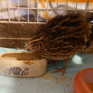 ウズラ　雄雌ペア