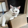  しーにゃんはオスの三毛猫でした