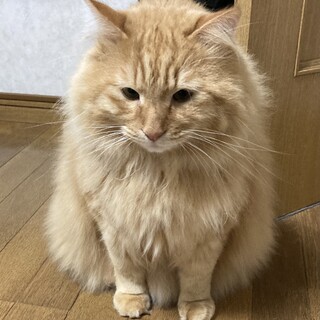 甘えん坊 な茶色のふわふわな男の子