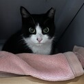 温厚な猫さん