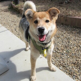 ユニークな毛色がステキ。無邪気で元気な雪子ちゃん