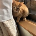 抱っこ好きの可愛い茶トラくん。