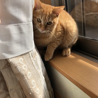 抱っこ好きの可愛い茶トラくん。