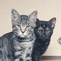 やんちゃきじ ワンワン顔