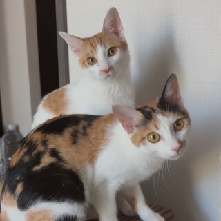 【3/16芝浦】甘やかしてくださる方◎性格まったり