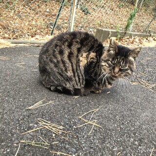 幸せ探してラッキーくん♪ FIVキャリア口内炎