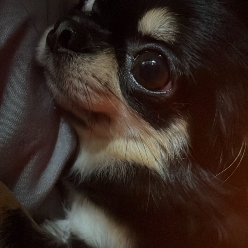 マハロのカバー写真