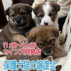 保護犬猫の譲渡会