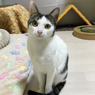 2/24(月祝)里親会！元気いっぱい♀ヌイちゃん