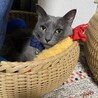 エビフライ枕