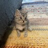 の写真