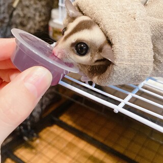 フクモモ里親募集中です