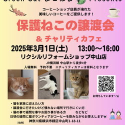 保護ねこの譲渡会 in 横浜市緑区
