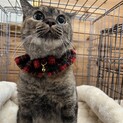 ワンコとも仲良し避妊済みサビ猫ちゅるりん